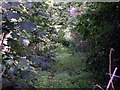 Overgrown track near Felin Feinog