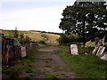 Old track to Bank Green Grove