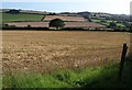 Field and tree, Orchard Farm