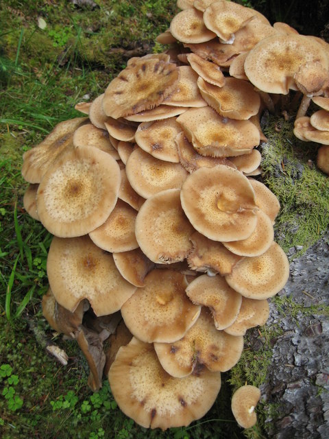 Honey Fungus © Carol Walker cc-by-sa/2.0 :: Geograph Britain and Ireland