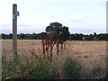 Footpath to Hoo Lane