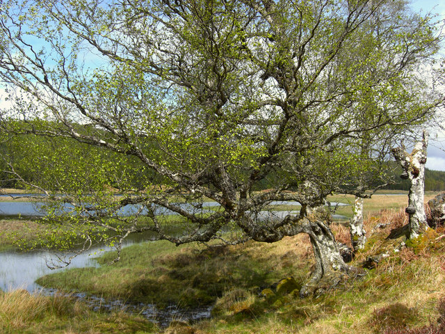 Tree along River Garry track