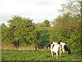 Spring farmland in evening light