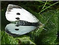 NO6948 : Large White Butterfly (Pieris brassicae) by Anne Burgess