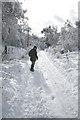 Wintery lane near Blackpark