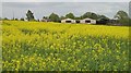 Oilseed rape field, Bockleton