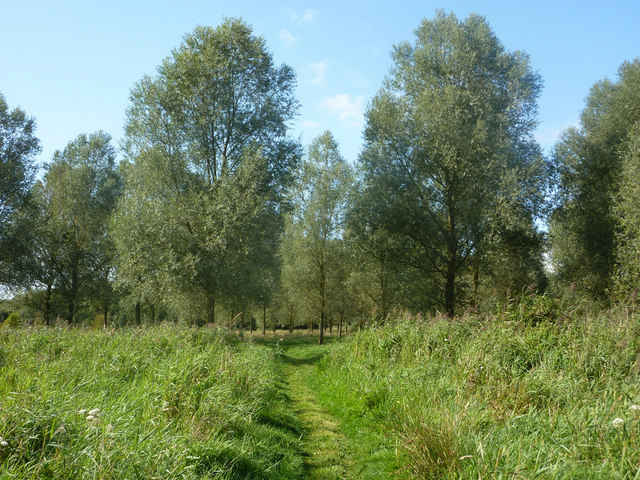 Willow plantation near the Waveney © Andrew Hill cc-by-sa/2.0 ...