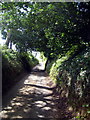 Leafy lane near Marks Barn