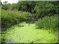 River Colne in Halstead