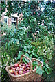 Plum harvest, Kingsley Place, Newcastle upon Tyne