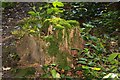 Moss covered tree stump in Aston Wood