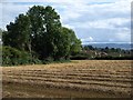 Field near Kingston St Mary