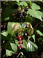 Berries on Lodes Lane