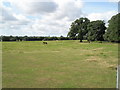 Horses to the south of Hound Road