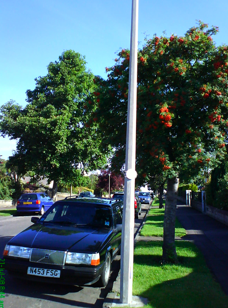 Trees Paisley Avenue