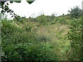 Abandoned allotment garden