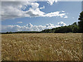 Barley Field near Kilwinning