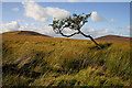 NT6951 : A leaning hawthorn tree by Walter Baxter