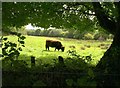 Bullock near Wadley Brook