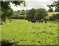 Bullocks near Wadley Brook (2)