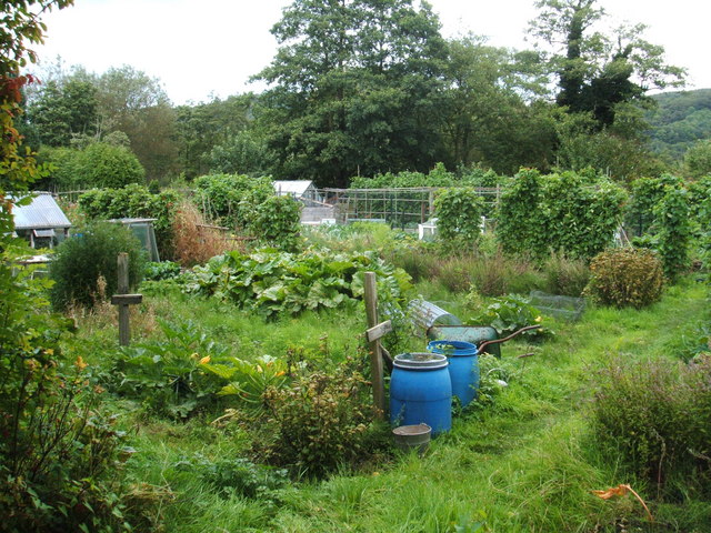 August crops at Bakewell Allotments