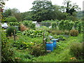 August crops at Bakewell Allotments