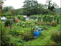 SK2267 : August crops at Bakewell Allotments by Peter Barr