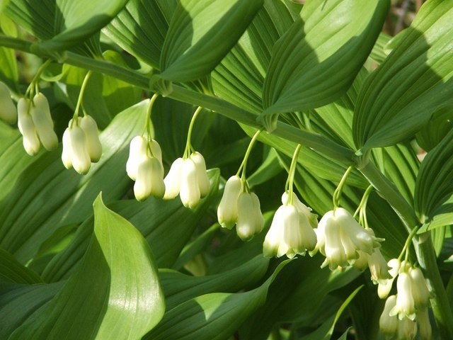 Garden Solomon's-seal © Lairich Rig cc-by-sa/2.0 :: Geograph Britain ...