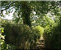 Lane below Yellands