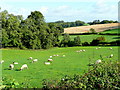 Pasture, cereal and woodland