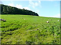 Sheep pasture on Aconbury Hill