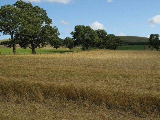 Field of barley, Easter Kinleith