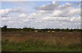 Field near East Hanney