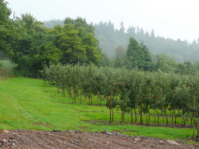 Orchards on Huntley Hill © Jonathan Billinger cc-by-sa/2.0 :: Geograph ...