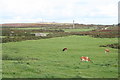 Field south of Lafrowda Common