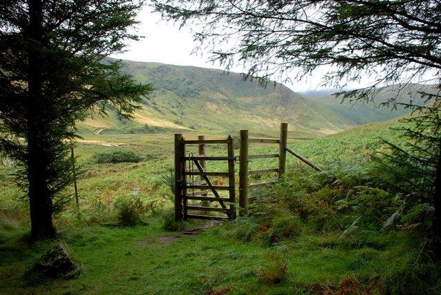 Gateway at edge of forest plantation