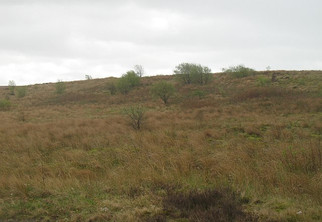 Scrub by Browns Burn © Richard Webb :: Geograph Britain and Ireland