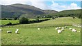 The hardy Mourne Sheep viewed from Tullybrannigan Road