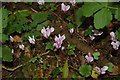 Sowbread growing in the Linton Quarry SSSI