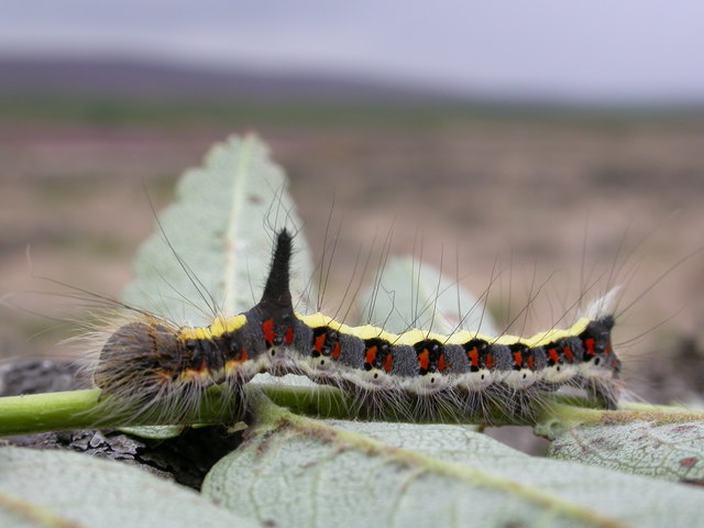Grey Dagger Caterpillar