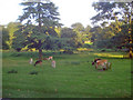 Fallow Deer in Bradgate Park - 1