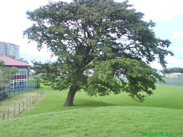 Oak Tree, Gracemount High School