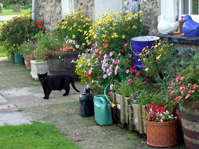 Cottage cat with flowers © ceridwen cc-by-sa/2.0 :: Geograph Britain ...