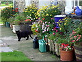 Cottage cat with  flowers