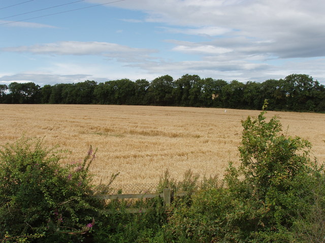Barley at Couse Bridge