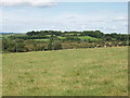 S6005 : Pasture with cattle near Ballykinsella by David Hawgood