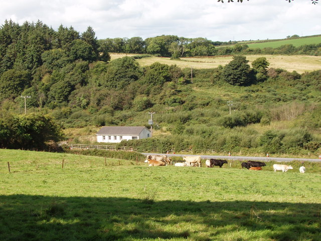 Pasture and cattle near Pickardstown