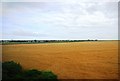 Wheat fields west of Birchington