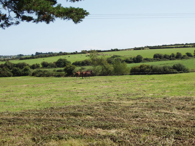 Horses on pasture near Knockeen
