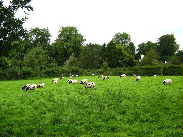 Sheep (Jacob breed) near Wortley